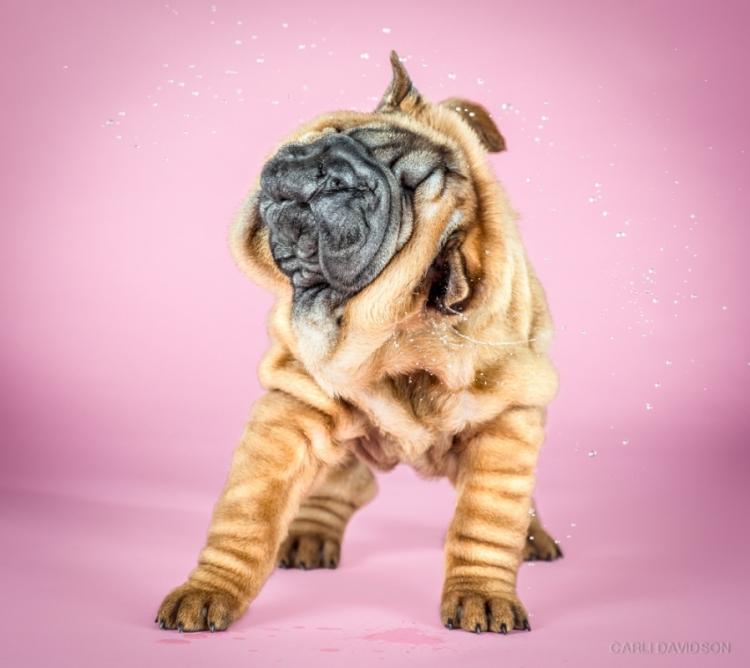 shakepuppies2.jpg