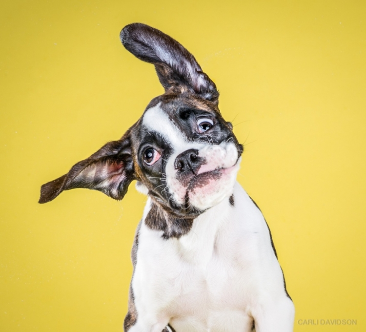 shakepuppies3.jpg