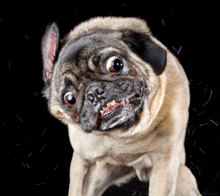 shakepuppies4.jpg