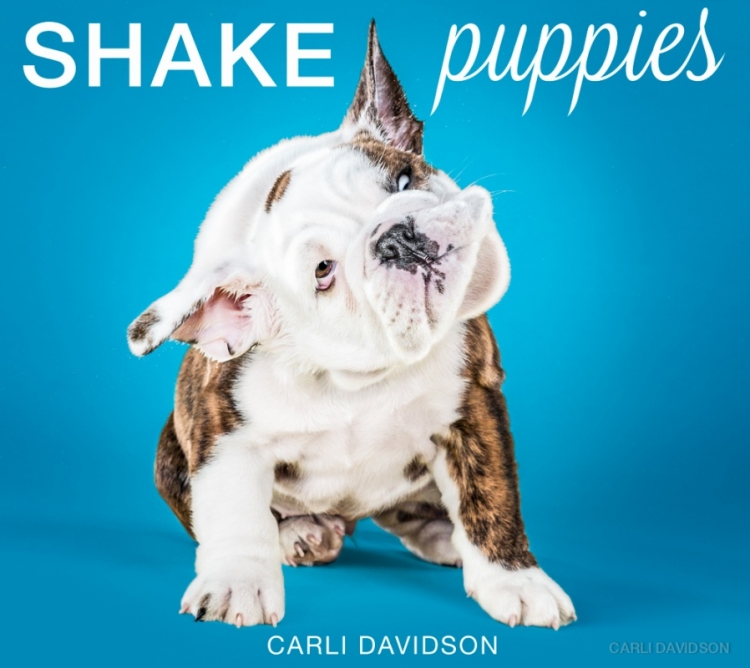 shakepuppies5.jpg