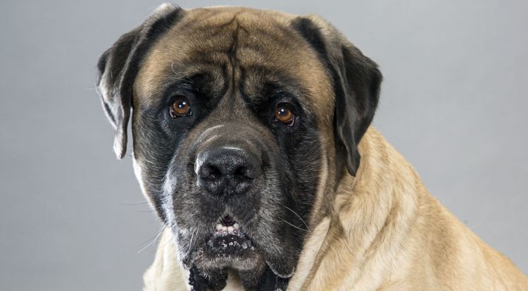 Mastiff.jpg