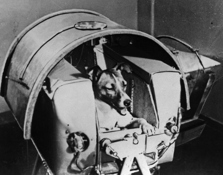 laika.jpg