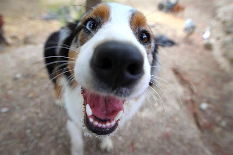 nose.jpg