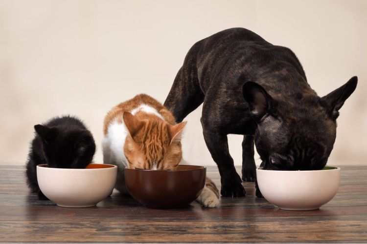 20404504_web1_200205-SFE-GREENSPACE-petfood_1.jpg