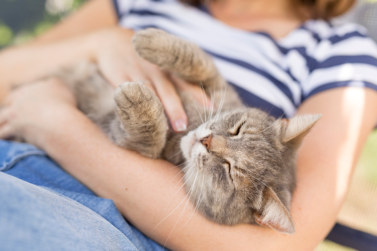 Cat-hug_cover-750x500.png