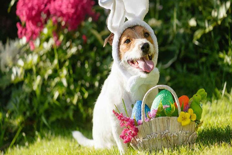Dog-Easter-Basket-HP-long.jpg