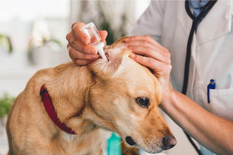 Putting-ear-drops-in-dogs-ear.jpg