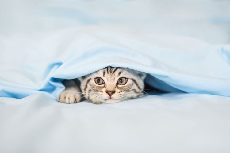 cat yowling.jpg