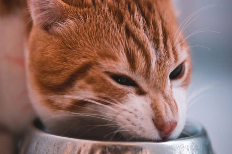 cat-eating-food-bowl-960x540.jpg