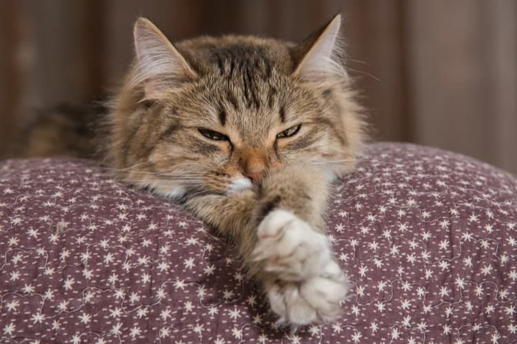cat-pheromone-spray-750x500.jpg