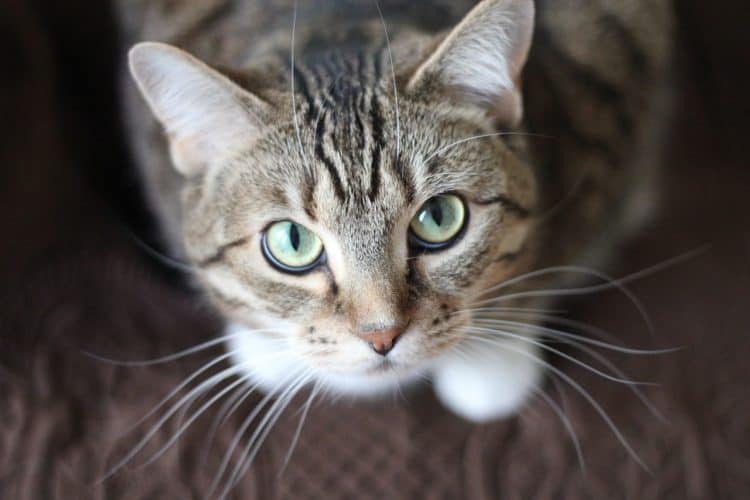 cat-whiskers-kitty-tabby-20787-750x500.jpg