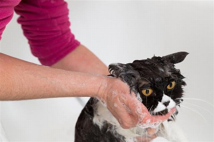 catbath2.jpg