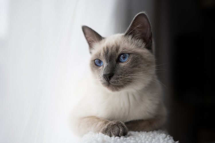 catsignb.jpg