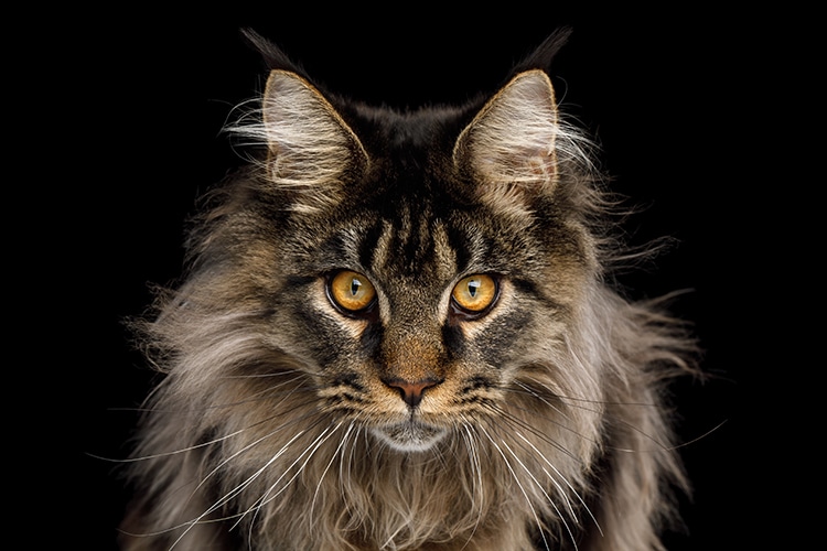 catsignd.jpg