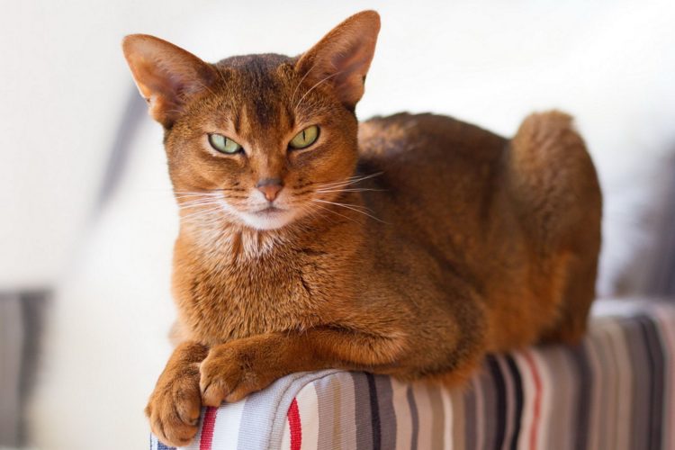 catsigne.jpg