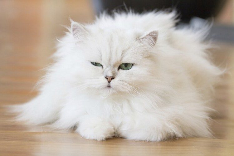 catsignf.jpg