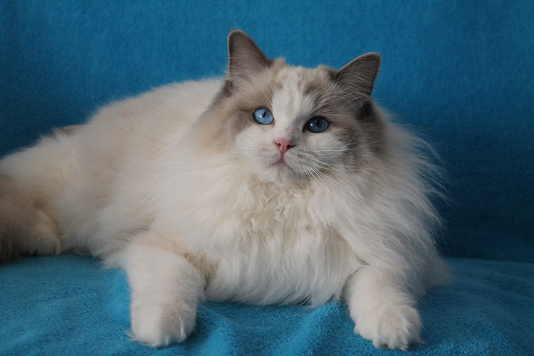 catsigng.jpg