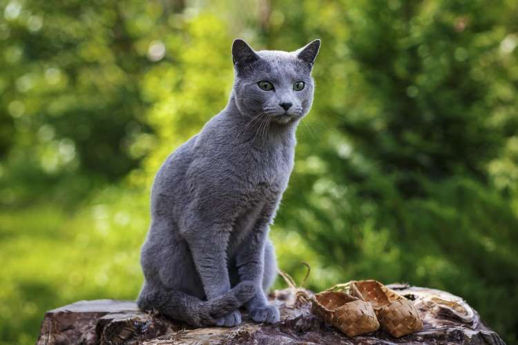 catsignh.jpg