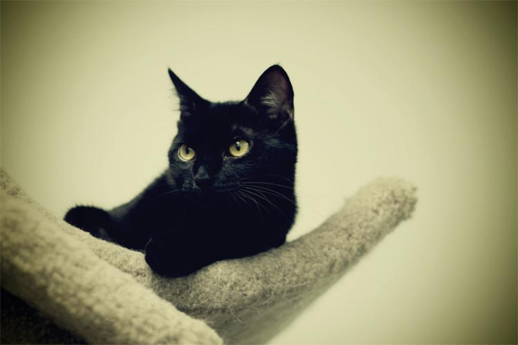 catsignj.jpg
