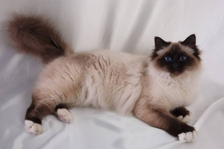 catsignk.jpg