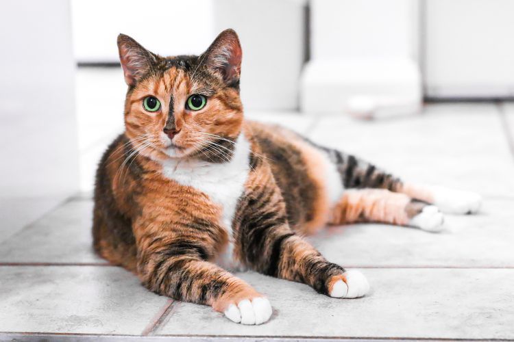catsignl.jpg