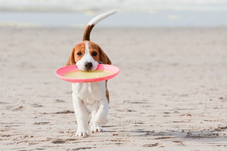 dog-frisbee-beach-750x500.jpg