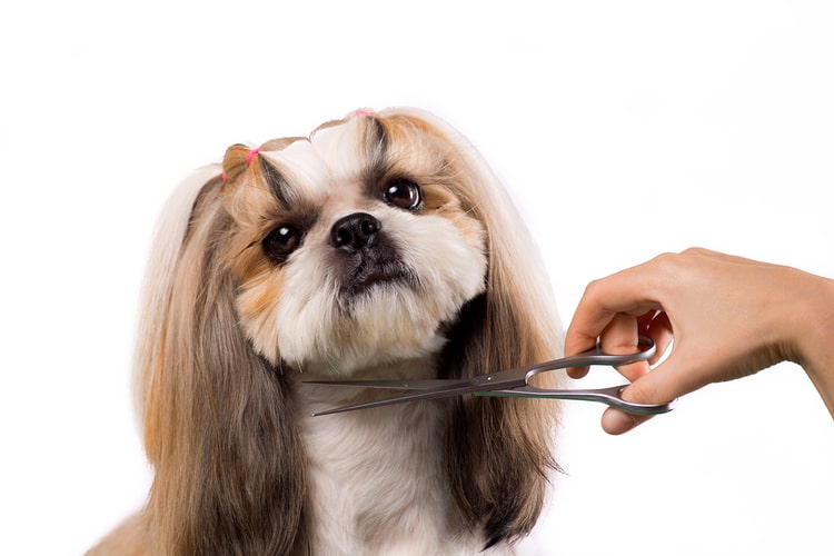 dog-grooming-scissors.jpg