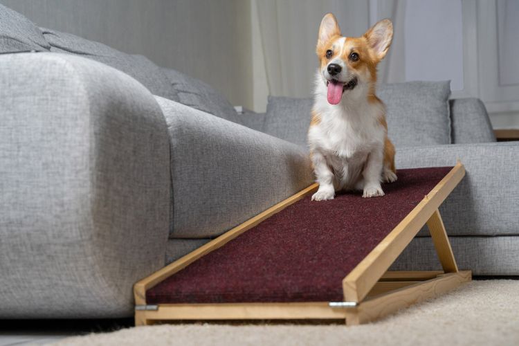 dogjoints2.jpg
