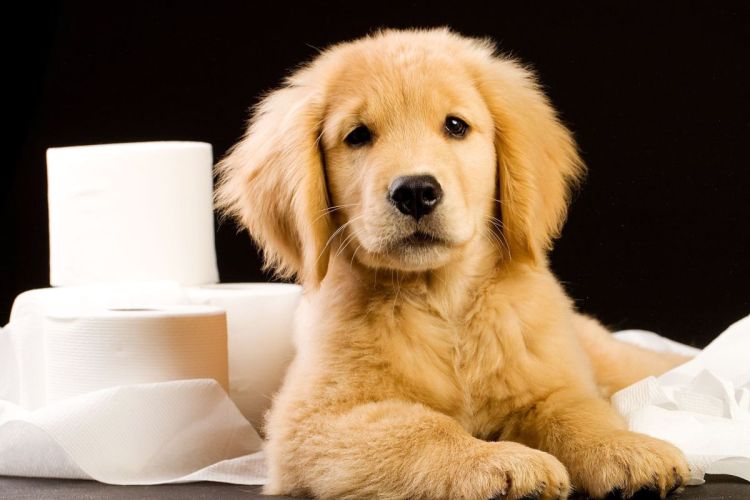 dogpot.jpg