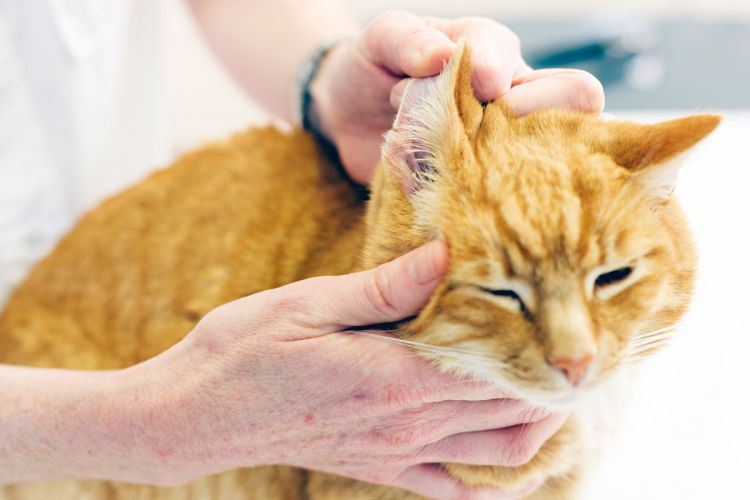 earcat.jpg