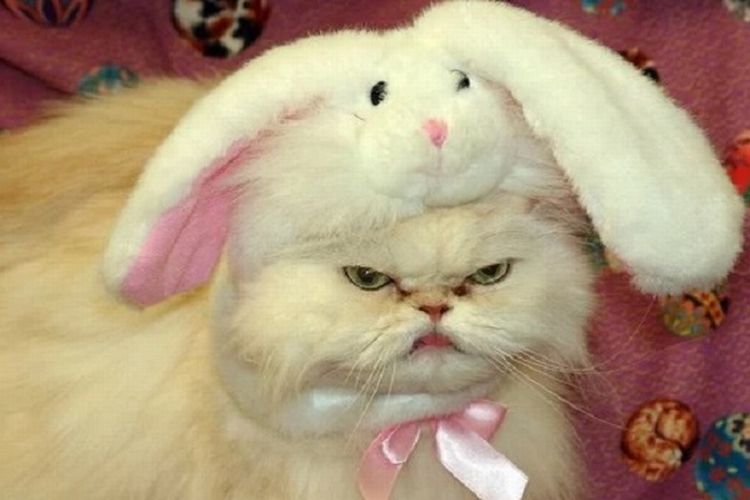 easter cat1.jpg