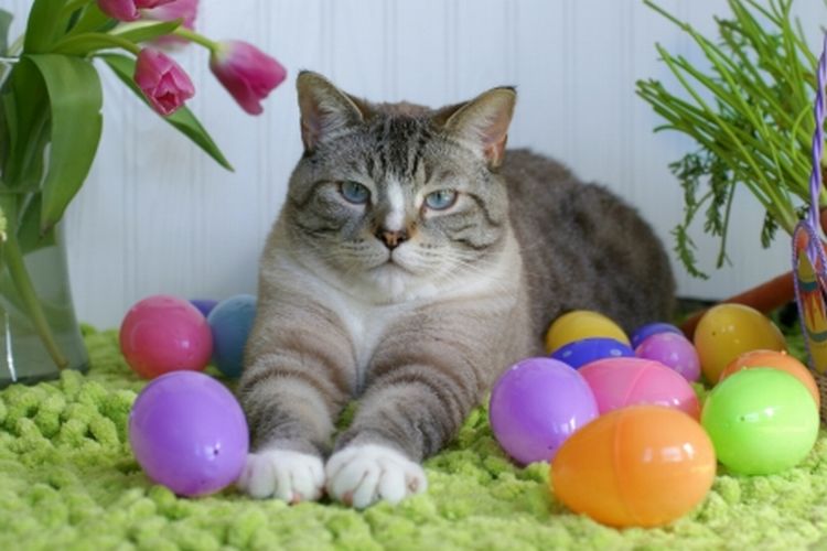 easter cat2.jpg