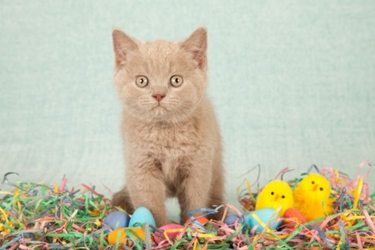 easter cat3.jpg