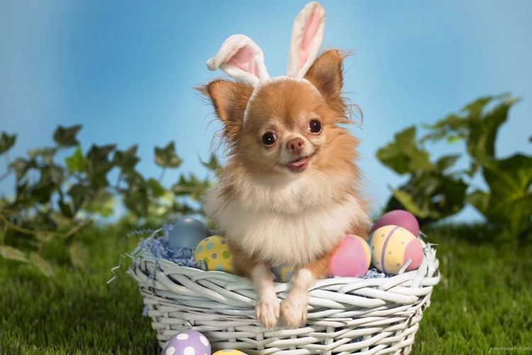 easter-chihuahua.jpg