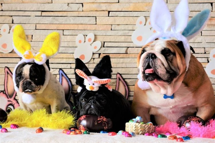 easterdogs-min.jpg