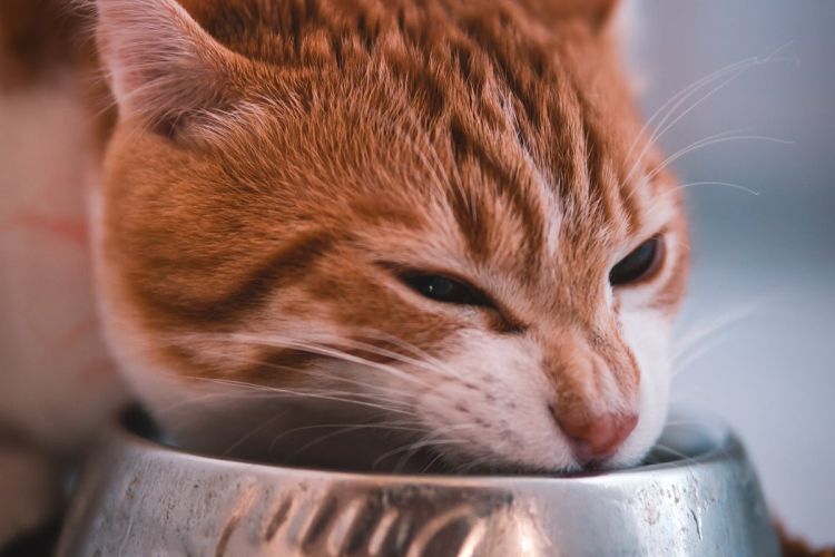 feedcat.jpg