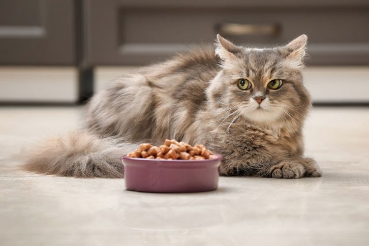 feedcatb.jpg