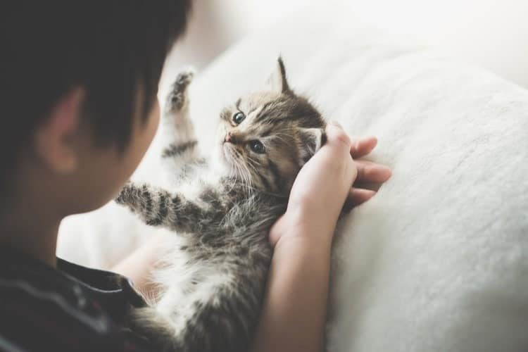 kitten-750x500.jpg
