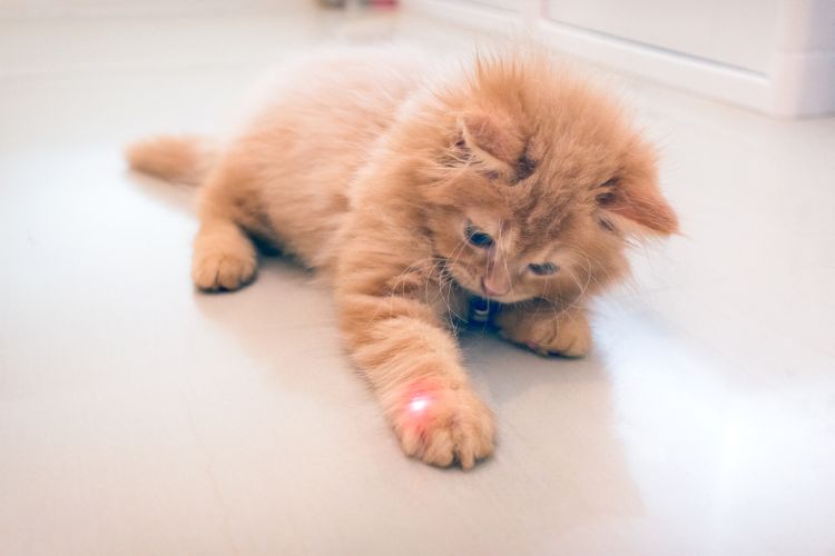 kitten-with-laser.jpg