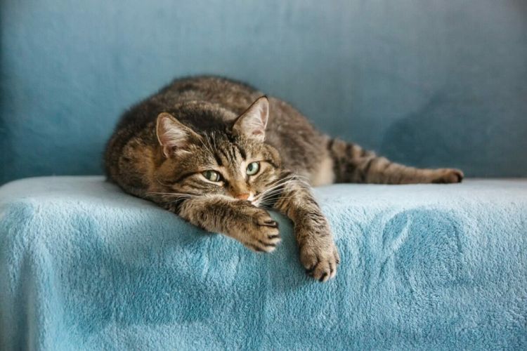 pet_kotsovolos_clea