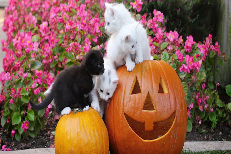 pumpkin.jpg