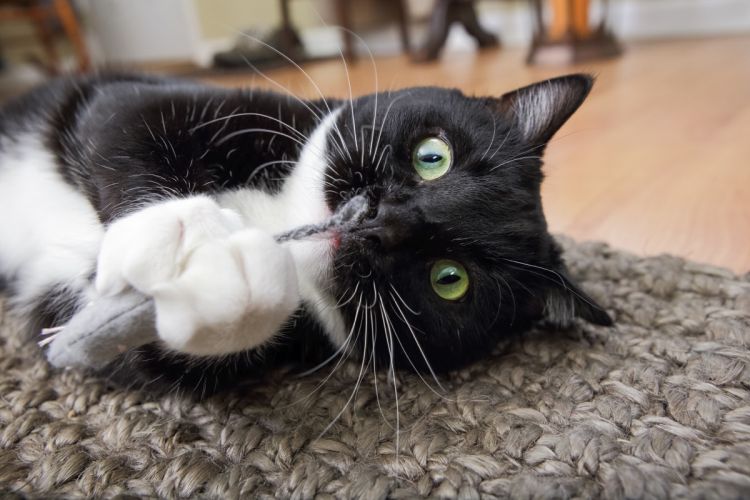 tuxedo-cat-playing-with-catnip.jpg