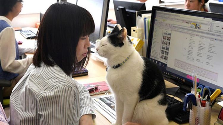 Ferraycat.jpg