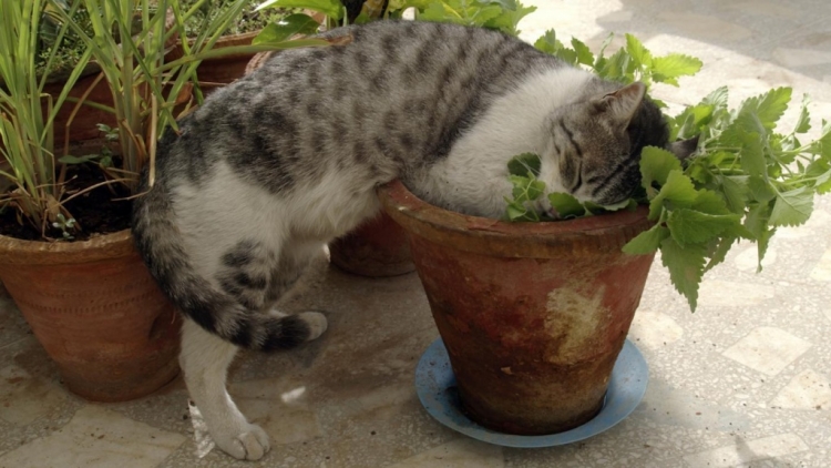 catnipcat.jpg