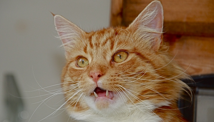 chattering.jpg