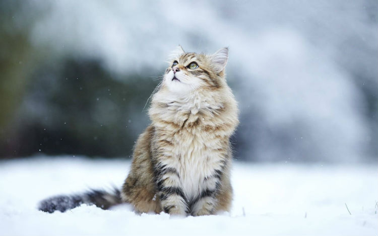 siberian.jpg