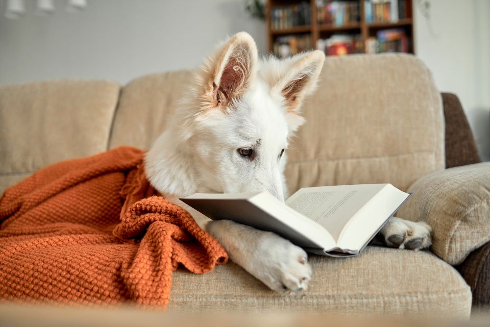 Στηρίξτε μια κάρτα με το σύμβολο Ø για να προσδιορίσετε ότι ο σκύλος δεν επιτρέπεται