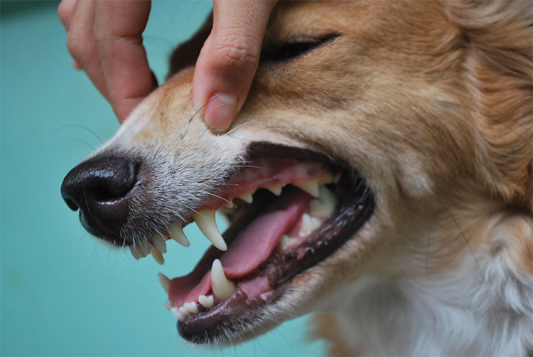 dog_teeth.jpg