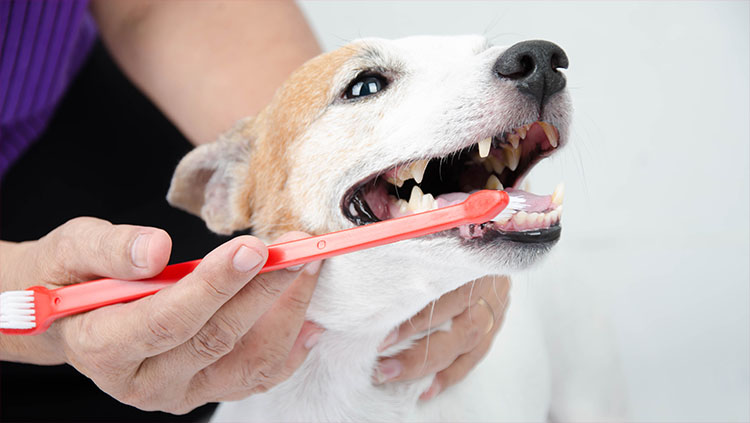 dogteeth2.jpg