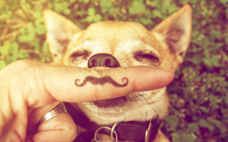 tetrapodo_doglover_03.jpg